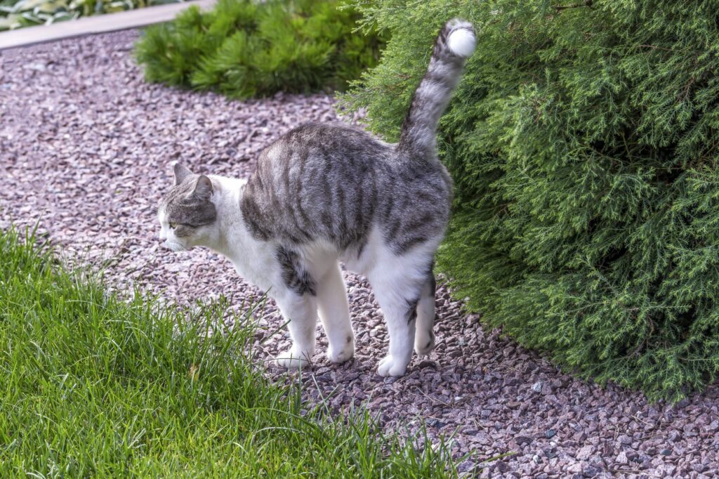 Katze markiert Busch Katze in der Pubertät markiert Busch