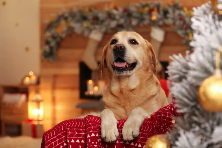 Aranyos labrador karácsonykor Aranyos labrador karácsonykor