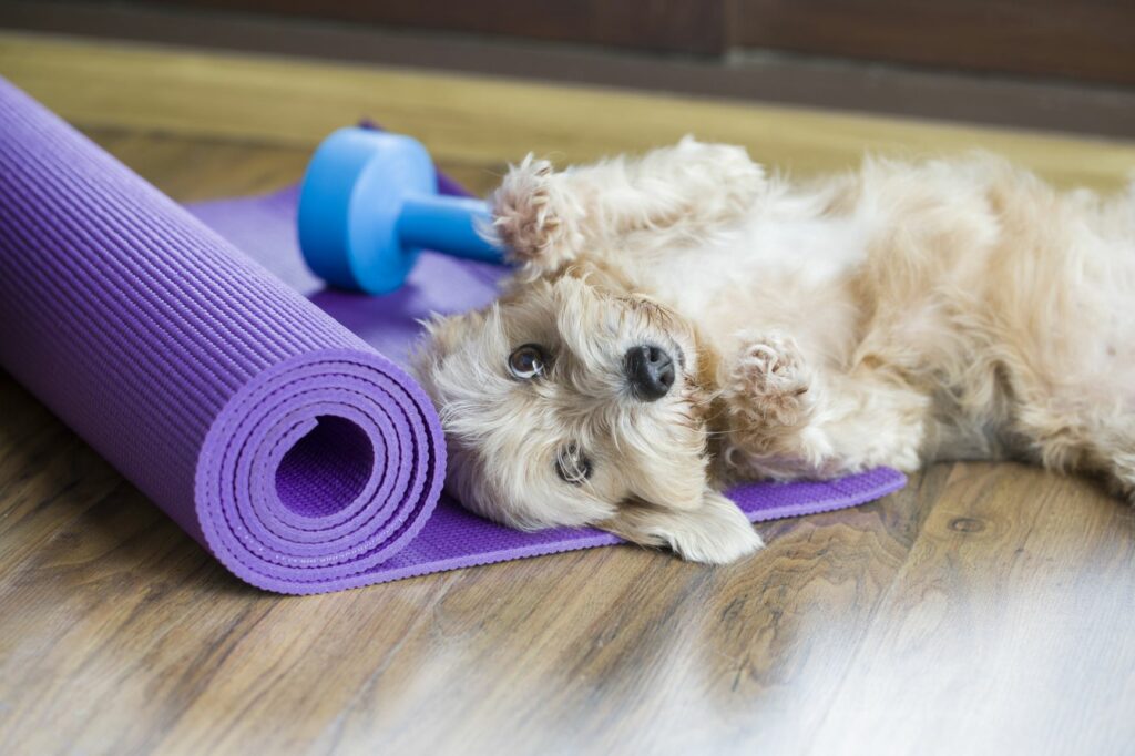 Hund mit Fitnessgeräten