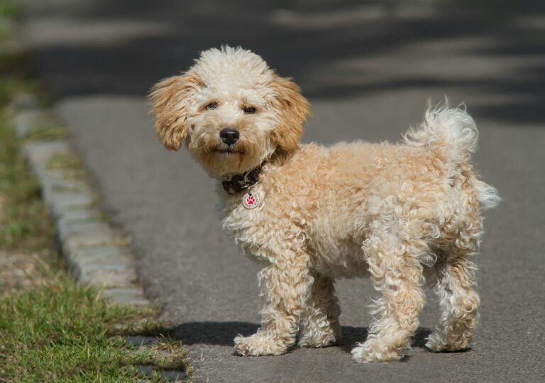 cavapoo