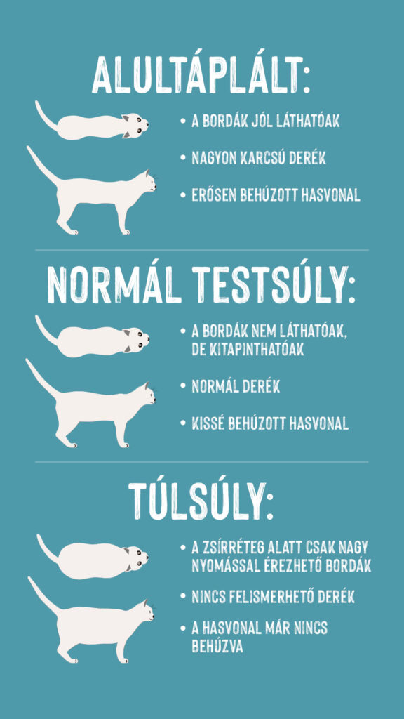 macska túlsúly macska túlsúly