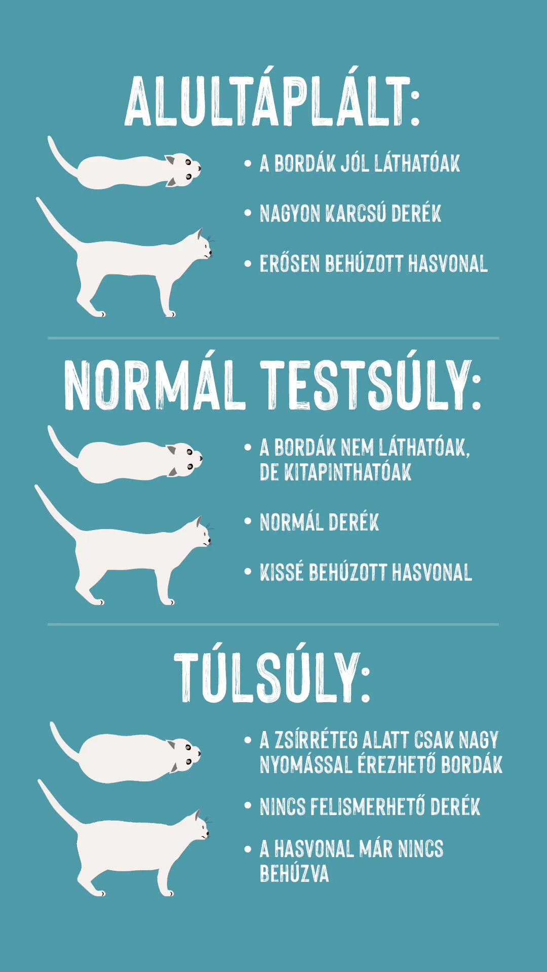 macska túlsúly macska túlsúly