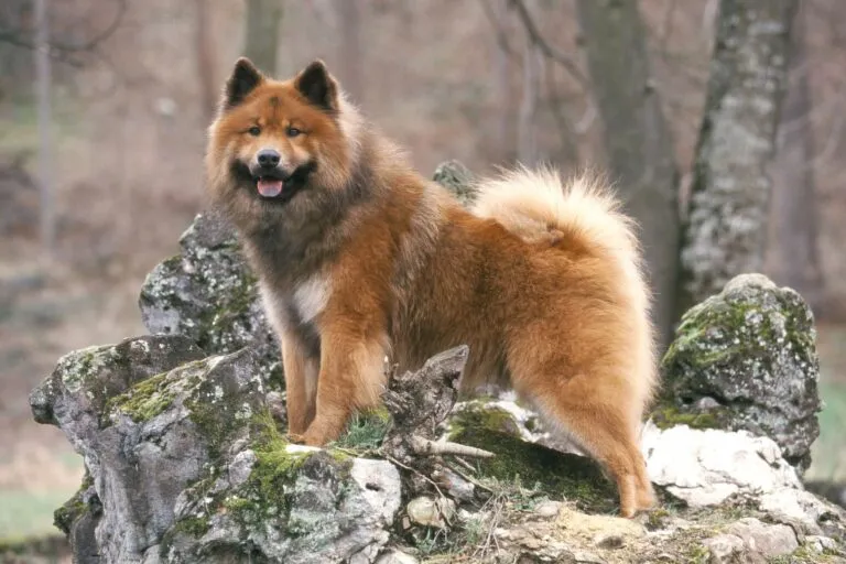 Egy barna Eurasier áll egy sziklán az erdőben.