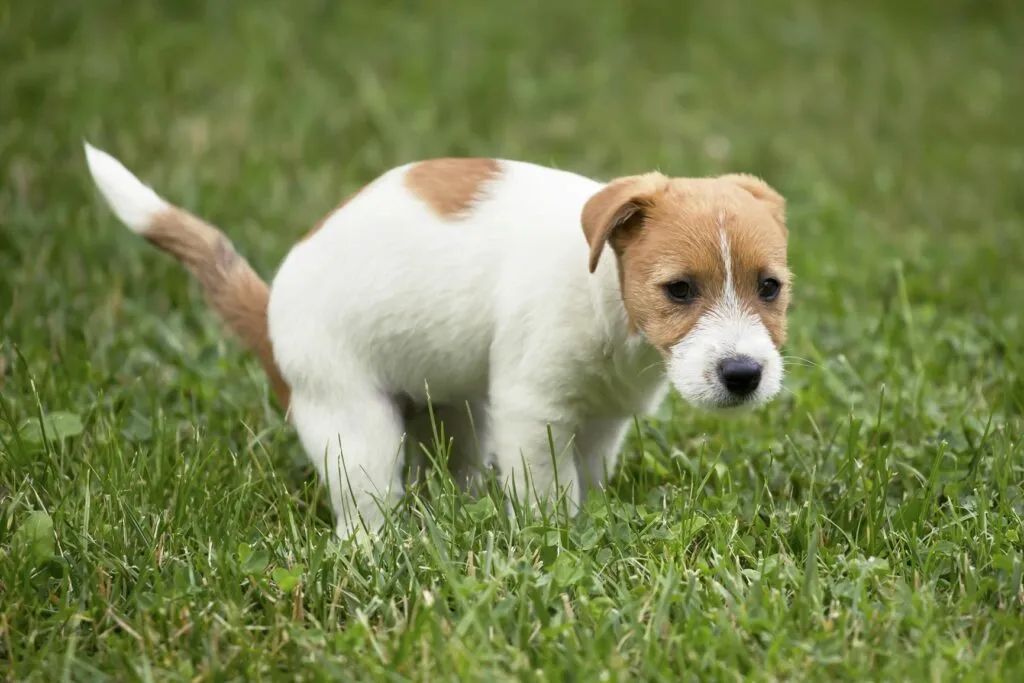 Jack Russel kiskutya Kiskutya szobatisztaság