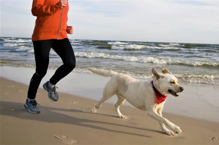 kutya fut a strandon kutyás futás