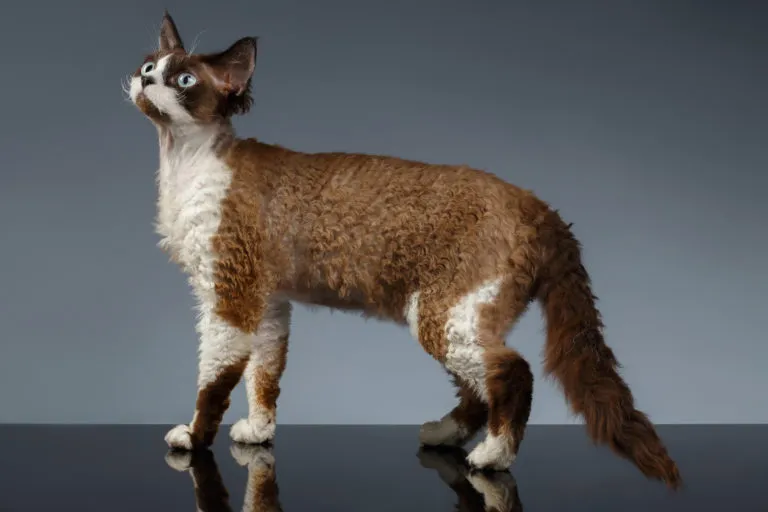 devon rex devon rex