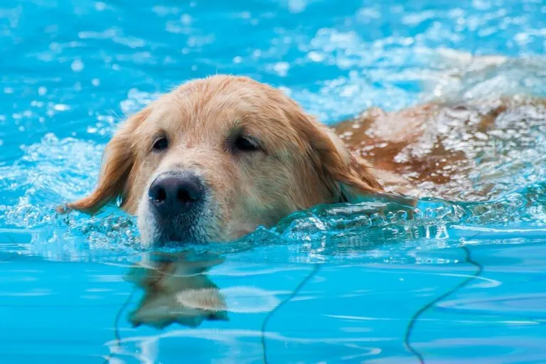 úszó golden retriever úszó kutya