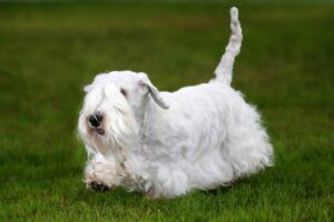 A Sealyham terrier