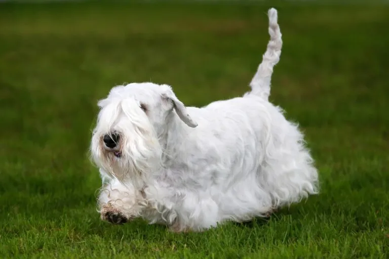 Fehér Sealyham terrier ül a zöld fűben