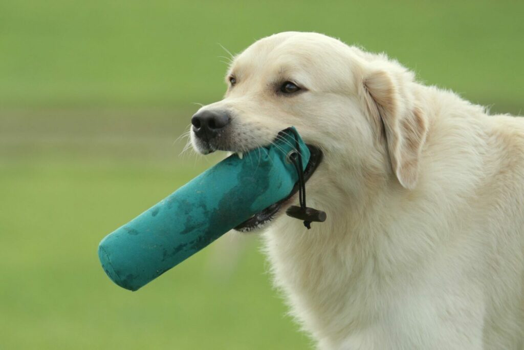 golden retriever tréning