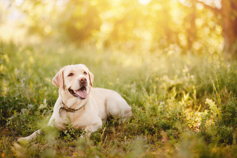 labrador az őszi tájban