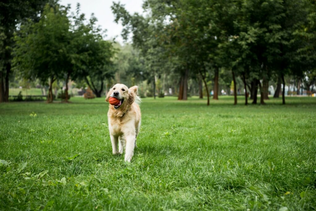 golden retriever a covid után