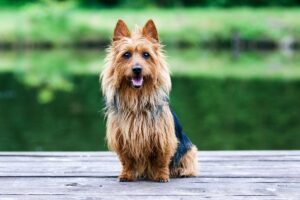 Az ausztrál terrier