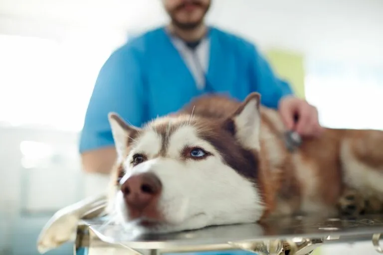 Huskyval állatorvosnál Huskyval állatorvosnál