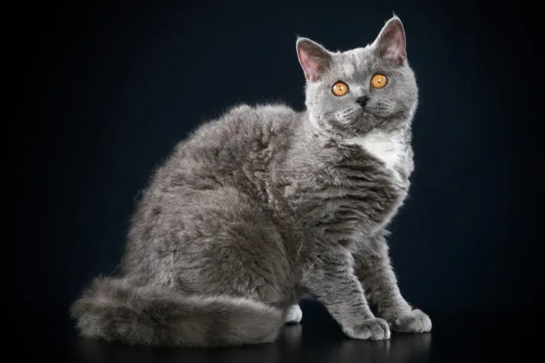 selkirk rex selkirk rex