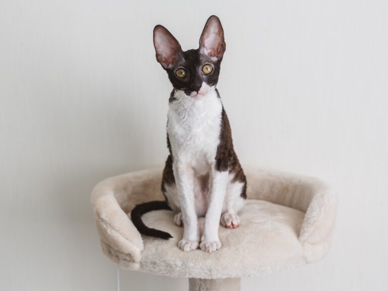 cornish rex