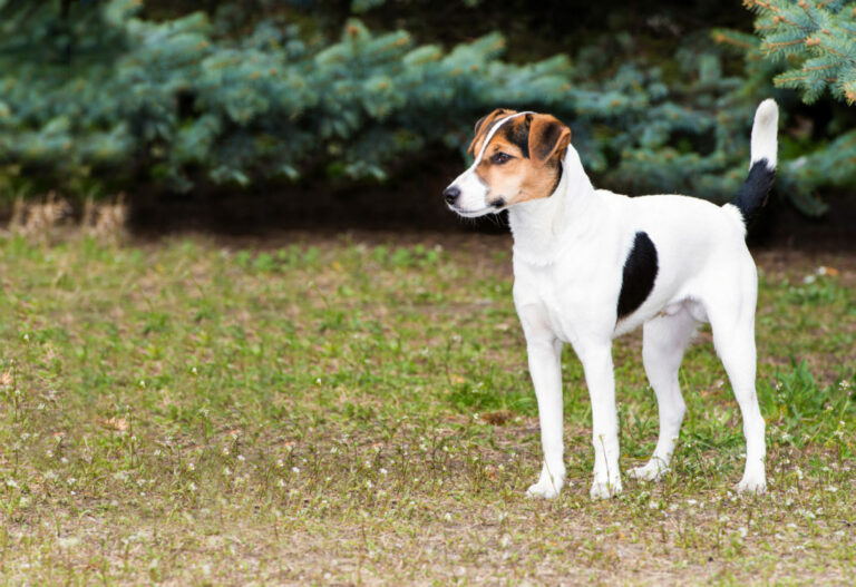 simaszőrű foxterrier