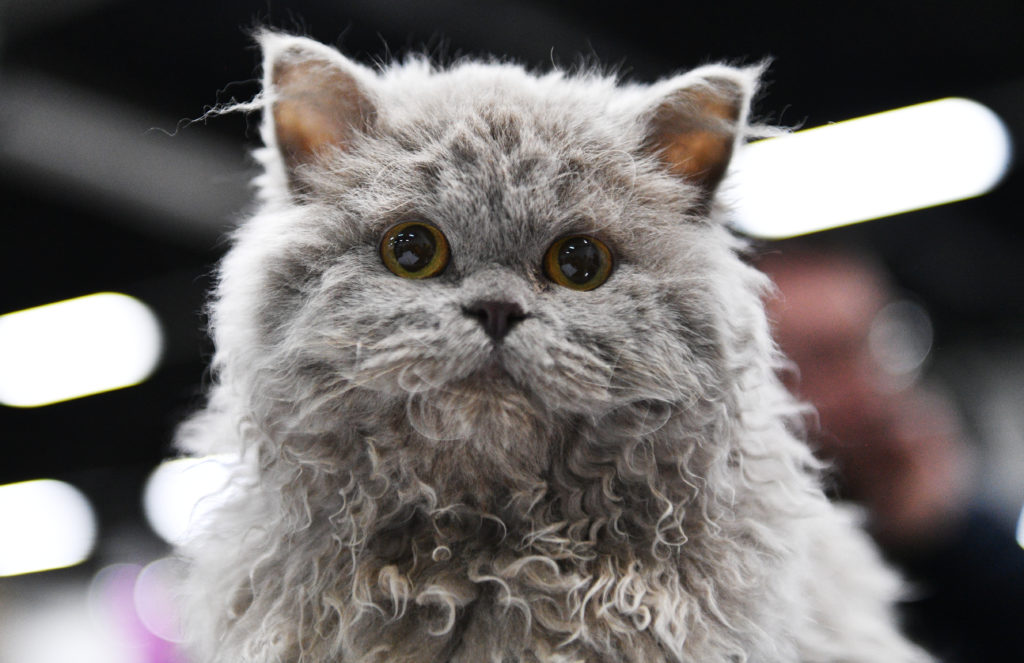 selkirk rex kiscica