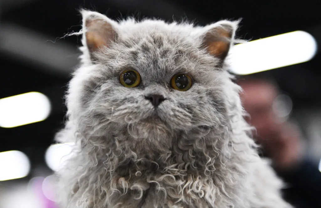 selkirk rex kiscica selkirk rex kiscica