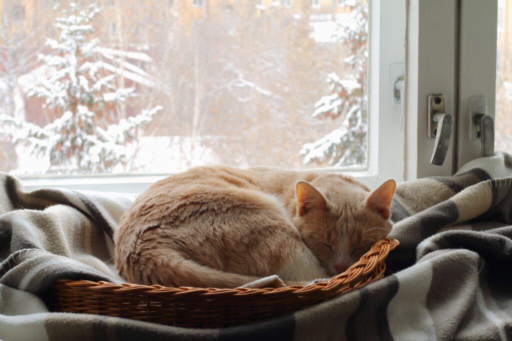 macskatartás télen