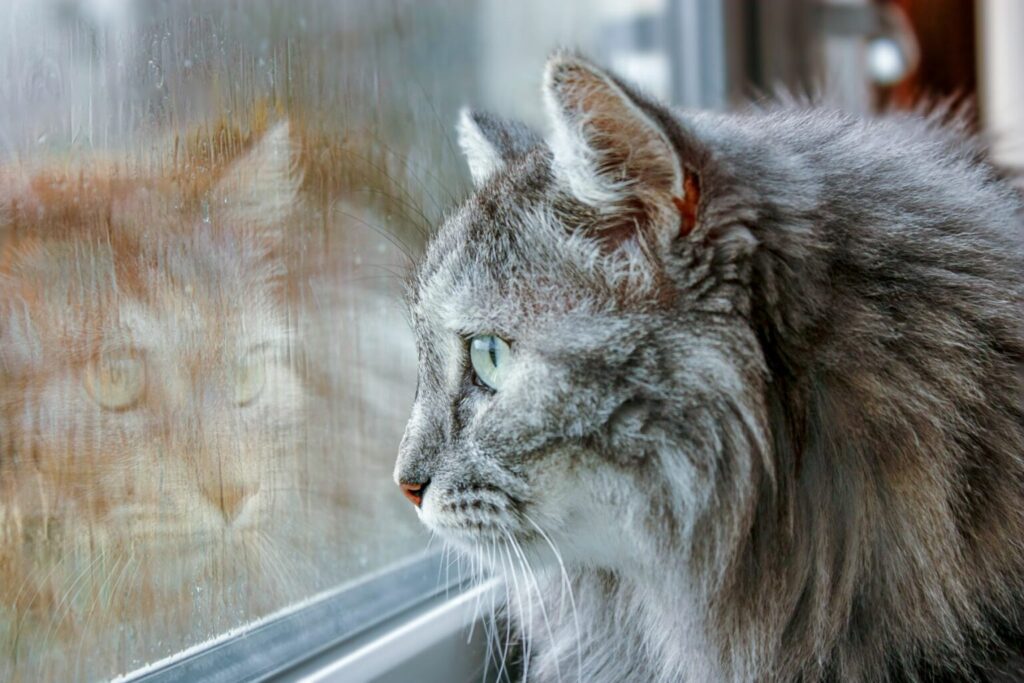 macska esős az ablakban