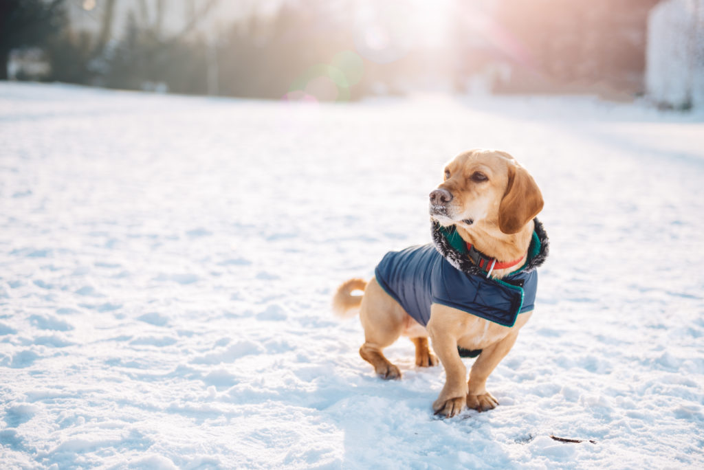 egy kutya kutyakabátban a hóban