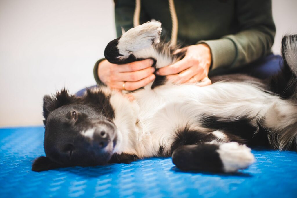 kutyamasszázs border collie