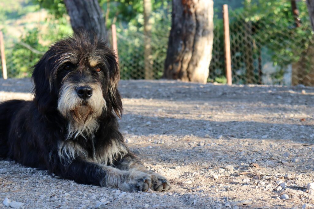 bernedoodle hosszú fekete bundával