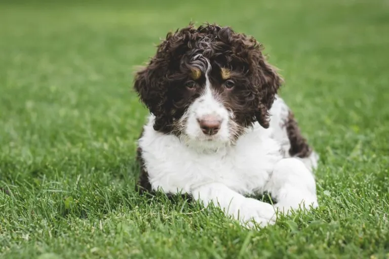 fiatal bernedoodle a fűben fekve