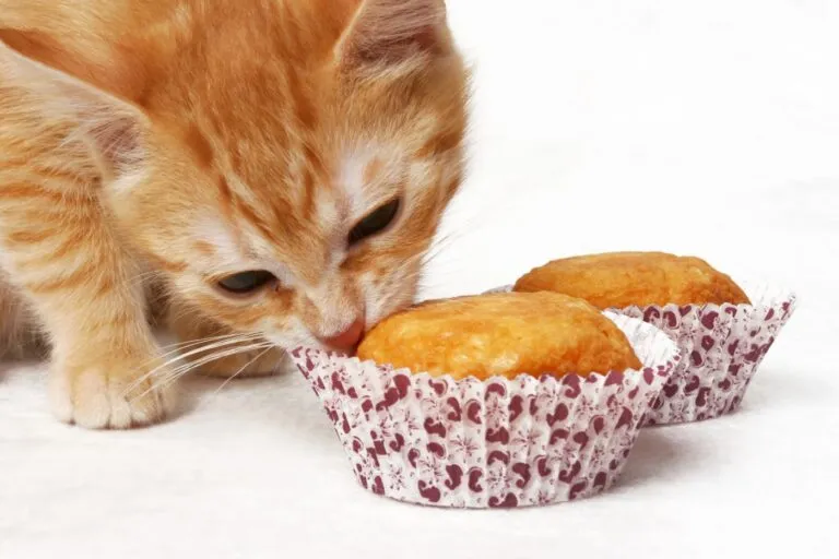 házi macskasüti recept macskasüti muffinformában
