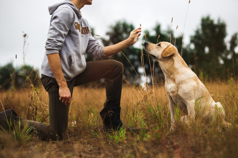 antivadász tréning labradorral