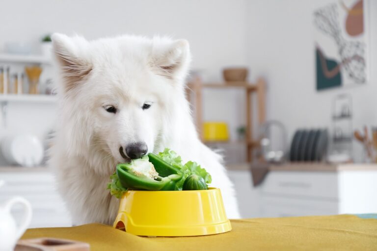 zöldséget evő kutya