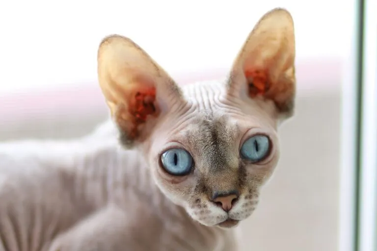 Kohona Cat Kohona Cat