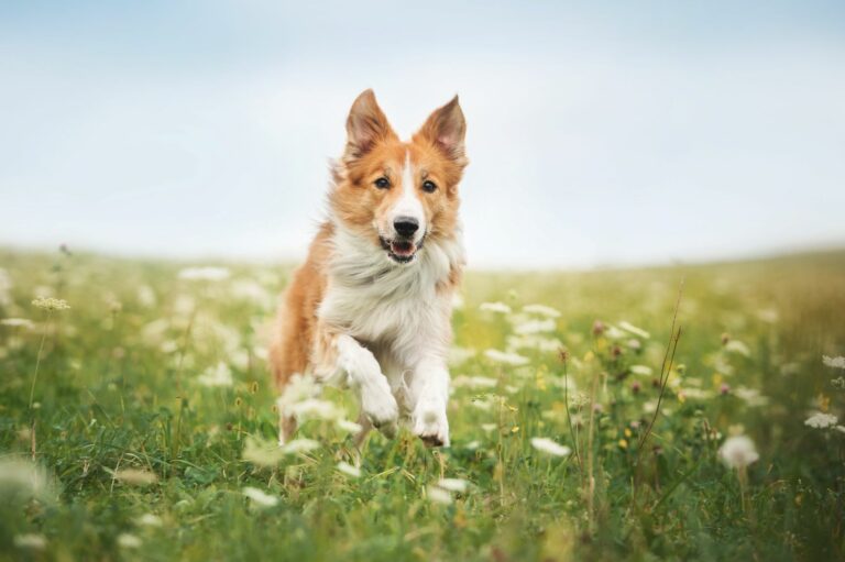 border collie a mezőn - kullancs kiszedése kutyából