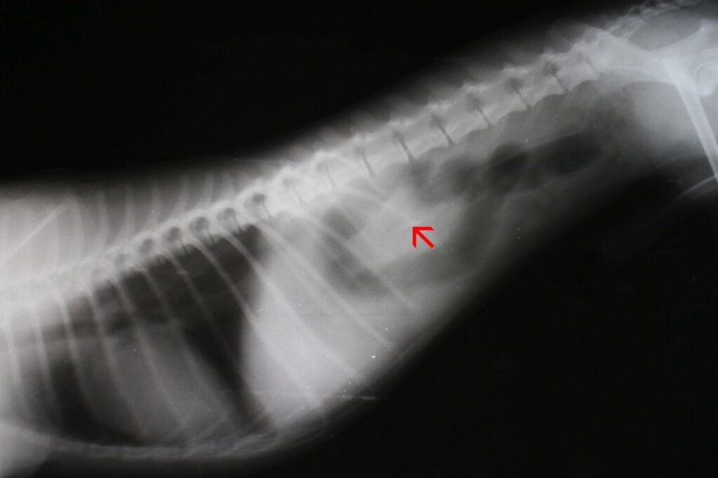 röntgen képen látható kutya bélelzáródás