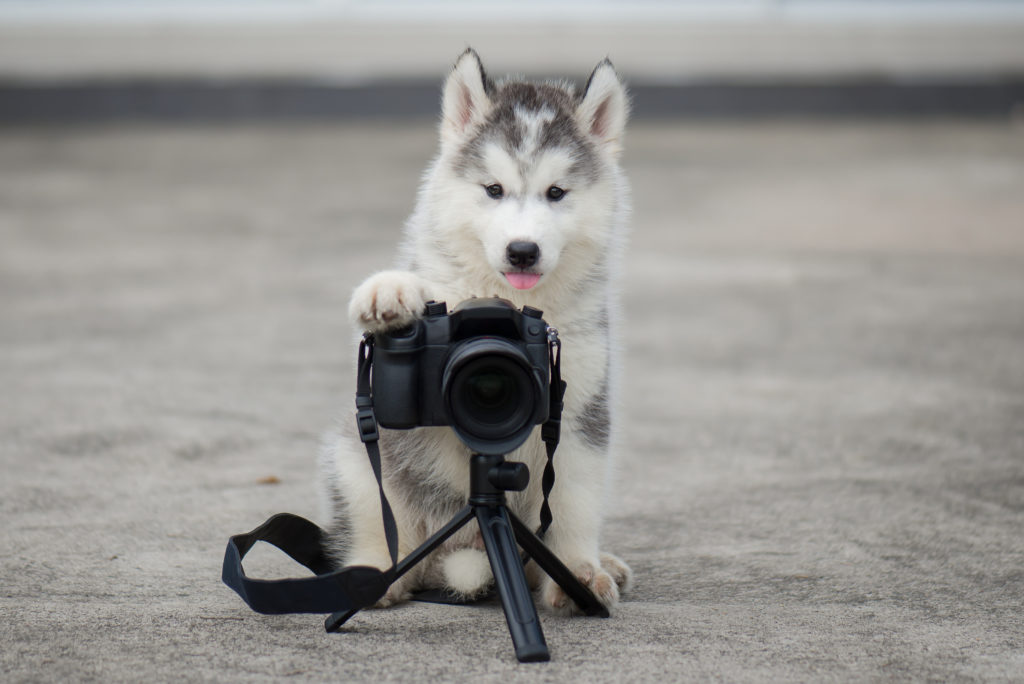 fényképező kölyök husky