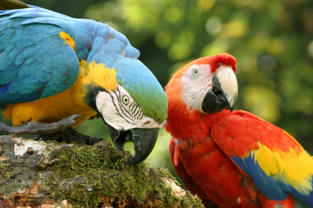 ara papagájok különböző színekben
