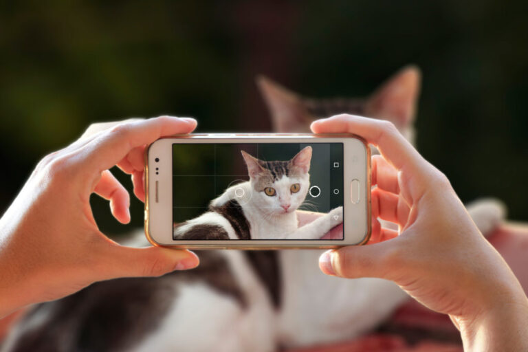 macska fotó mobillal