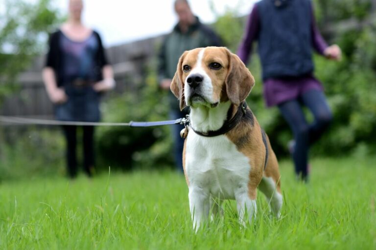 a beagle egy gyerekbarát kutya