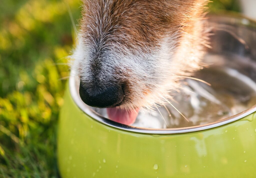 a víz is nagyon fontos a kutyák számára