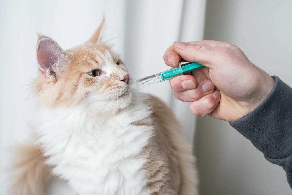 macska gyógyszer beadása fecskendővel