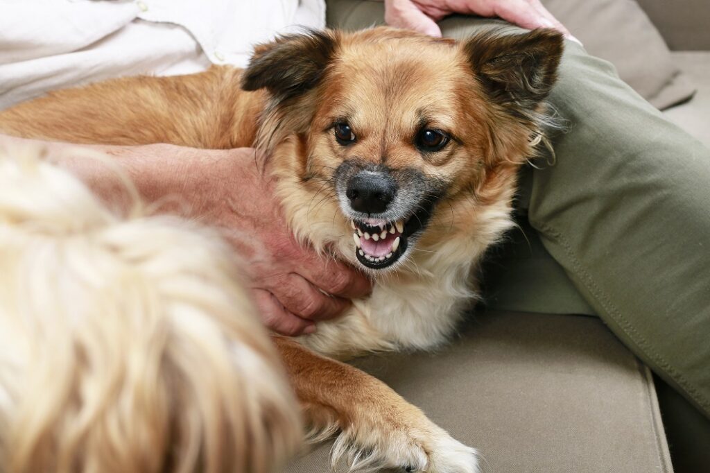 agresszív kutya bach-virágterápia kezelése