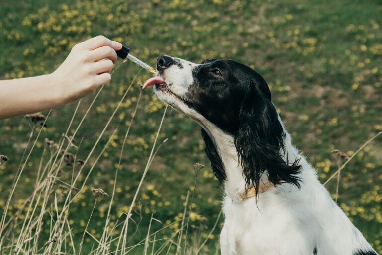 bach-virágterápia kutyáknál