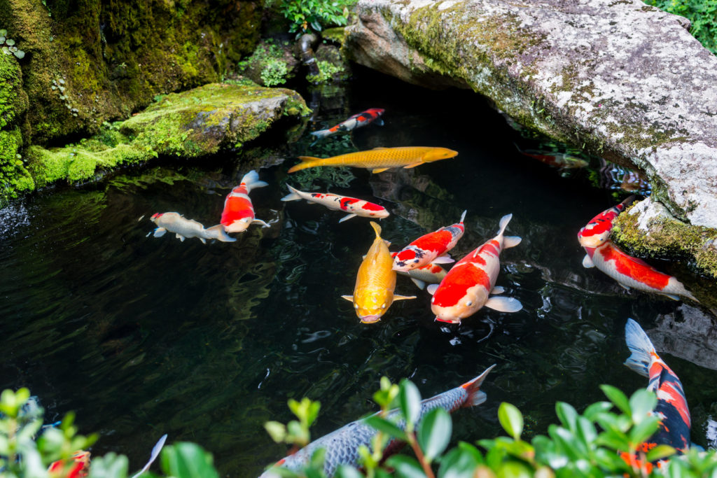 Koi ponty (nishikigoi) Amit tudni érdemes zooplus Magazin