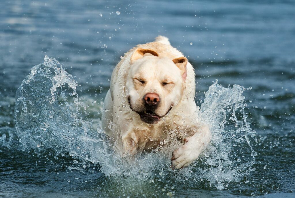 fehér labrador a vízben