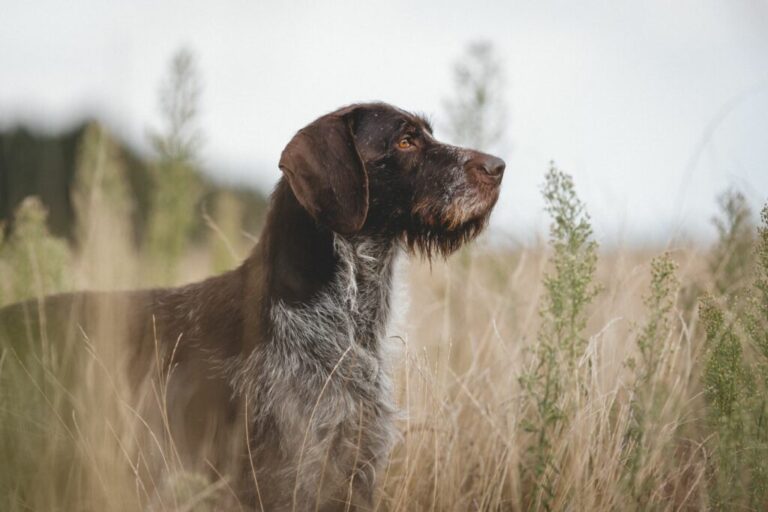 Drótszőrű német vizsla