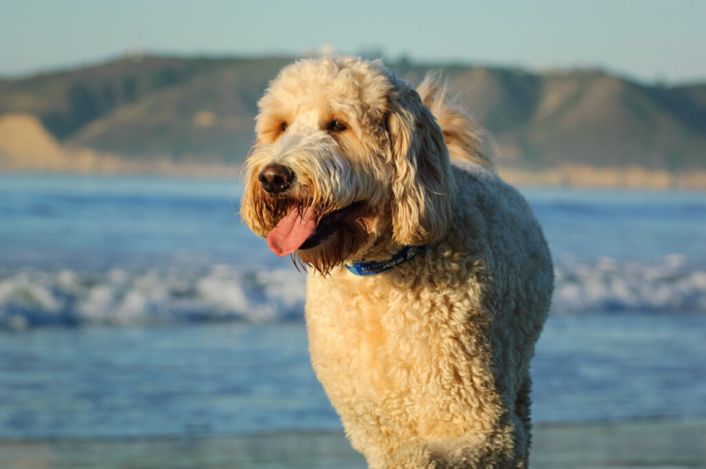 goldendoodle a strandon