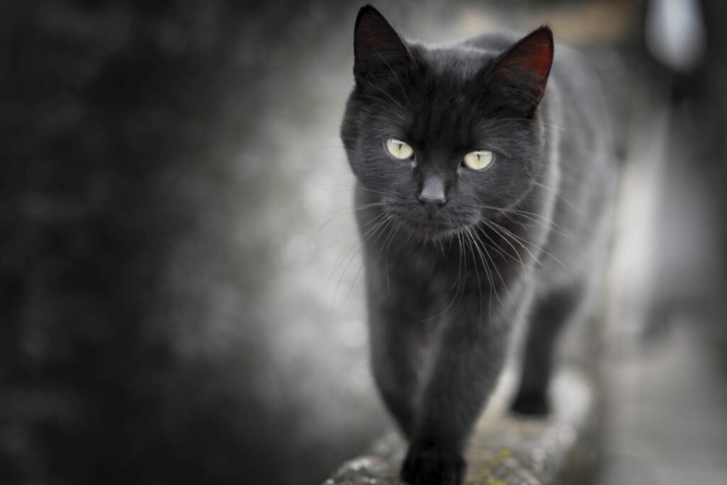 fekete macska fotó