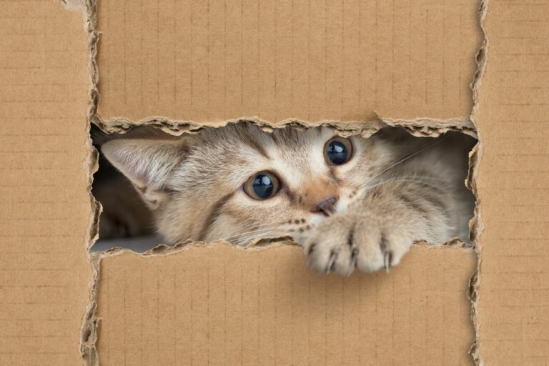 macska a dobozban
