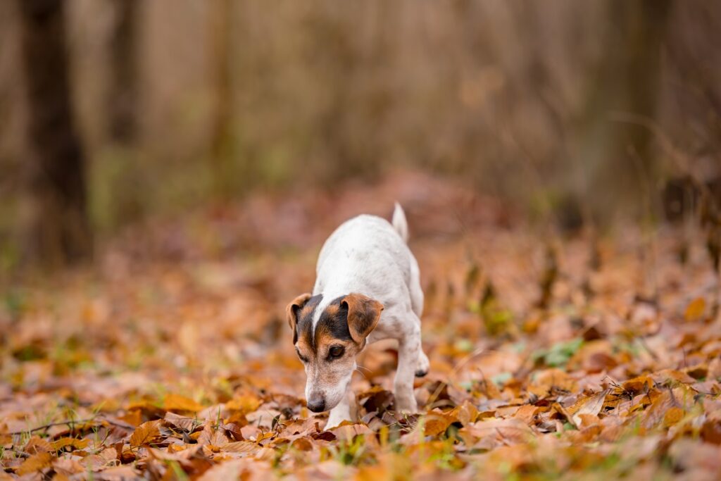 kutya szaglászik az őszi falevelek között